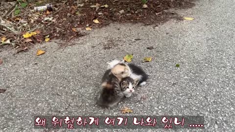 Siberian cat does back flips when instructed