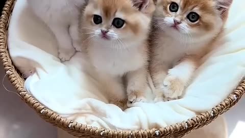 Cute kitten's