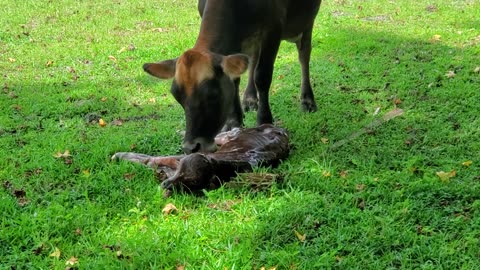 Cow giving birth