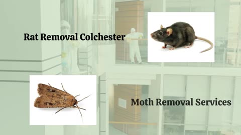 North Essex Pest Control: Effective Solutions for Pest Control Colchester Company