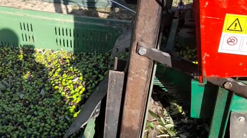 Olive harvesting