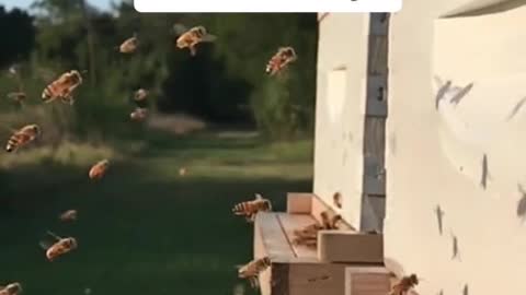The amazing world of bees!