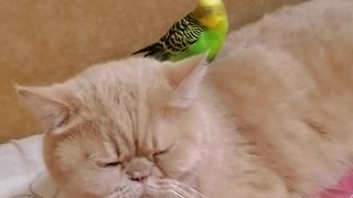 Parrot and cat share truly special friendship