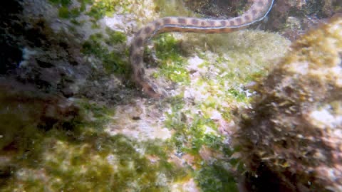 Tiger snake eel on the prowl is a beautiful sight