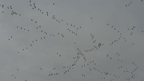 Flocking of ducks