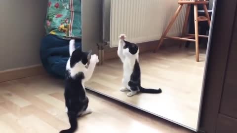 Funny_Cat_And_mirror_🎥|🤣_video|What's_App_Videos|30_