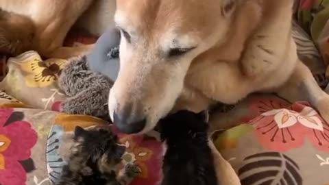 Funny dog vs cat
