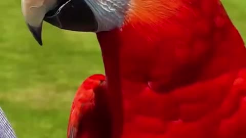 world's first talking bird ? see in this video 😱 Caught On Camera