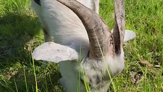 Flock it Farm:Goat eating grass