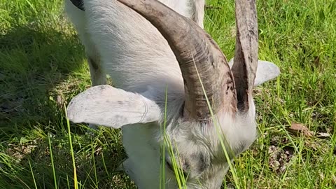 Flock it Farm:Goat eating grass