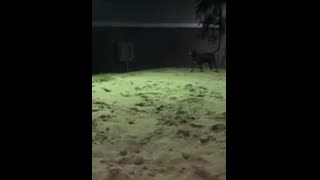 Dog loves playing in the sand!
