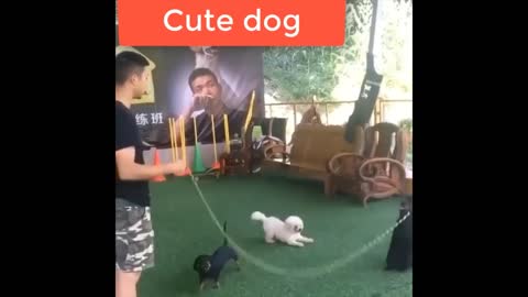 Cute dogs Funy time