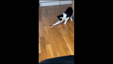 Funny animals - Funny cats dogs - Funny animal videos 2023