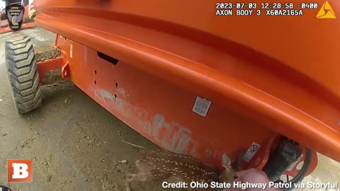 Ohio Police Stop Traffic to Chase Down Slippery Fawn Running Around Highway
