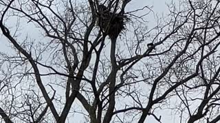 Bald Eagle nest 4-6-2022