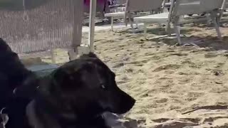 Dog in the beach