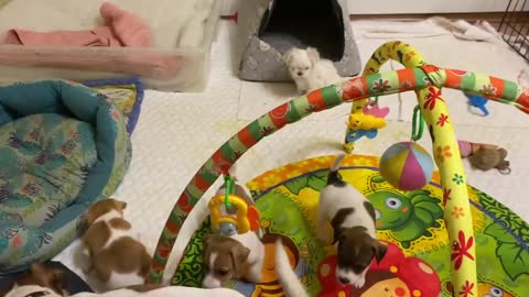 Dog Viral Russell terrier puppies play together.