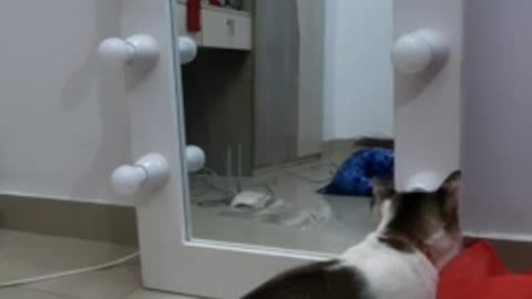 Cat Excited to See Reflection in Mirror