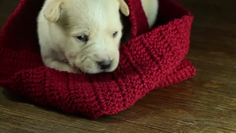 puppy falling asleep in a red scarf