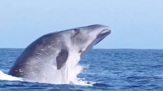"Giants of the Ocean: A Journey with Whales"
