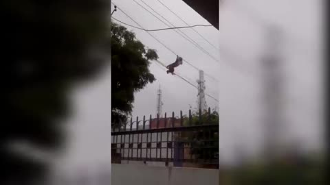 Naive Monkeys Get Electrocuted After Touching An Electric Pole