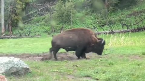 POV seeing grizzlies and bison in Yellowstone.