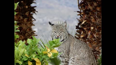 Bobcat on the move