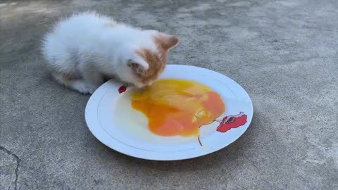 The Mischievous Orange Kitten: A Scramble on the Eggs
