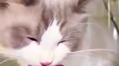 Cat funny videos🐱🐱😂😂cat funny videos2022