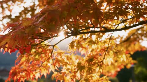 Enchanting Autumn Forests with Beautiful Piano Music