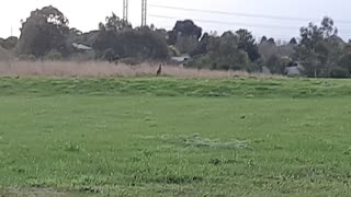 A wondering kangaroo in Melbourne suburbs Australia
