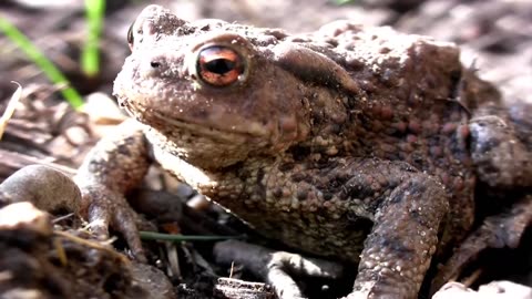 The maximum lifespans of 17 wild animals in the UK