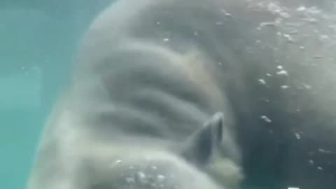 Polar bear swimming