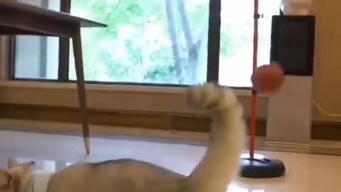 Funny Cat 😹 Cute Cat Videos 🐈 #shorts