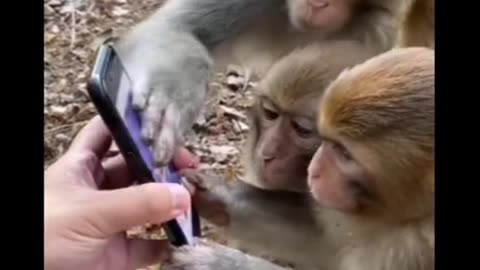 #trending 😂 Funny 🤣 monkey funny video,#shorts ,funny video