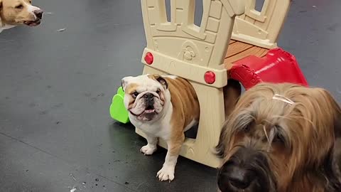 Bulldog's Booty Stuck in Playhouse