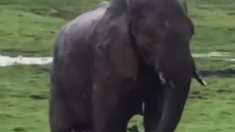Elephant giving birth in the Wild (Beautiful)