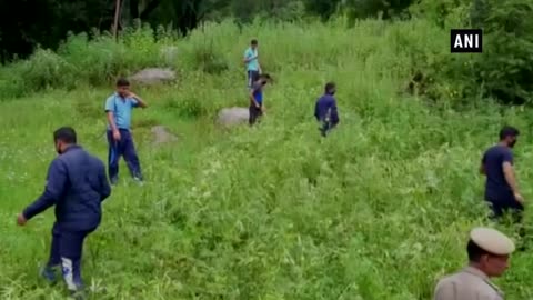 HP anti-drug drive: Police destroy cannabis plantation in Kullu