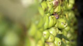 Farming and processing olive in a farm