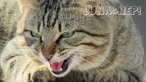 CATS MEOWING LOUDLY | Make your Cat Go Crazy! 2.0 HD