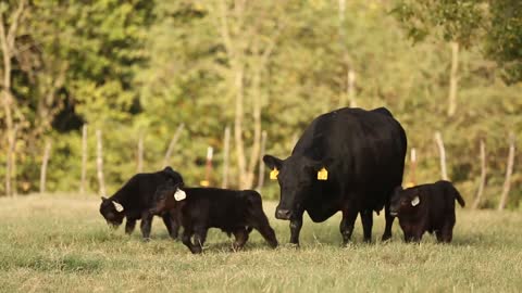 American Aberdeen Cattle - Breed Benefits