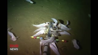 The Mariana Snailfish is the World's Deepest Dwelling Fish