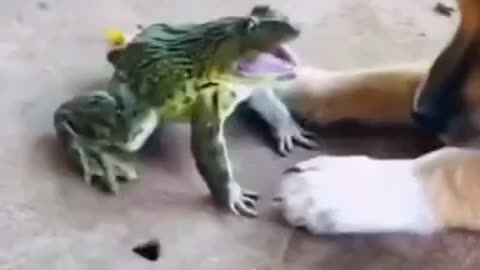 dog vs frog