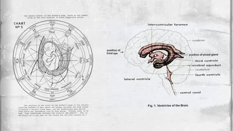 ▶️ CONFIRMED STUDY: THIS HARVARD EXPERT SHOWS HOW TO ACTIVATE YOUR THIRD EYE