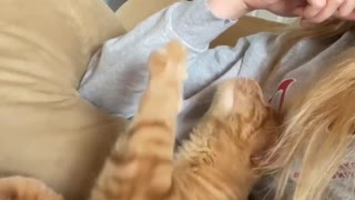 Cat Knows How To Ask For Pets