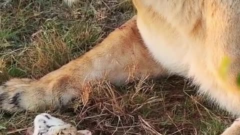 You won't believe what this lioness did to the small tiny animal😔 #wildlife #animals #wildwonderertv