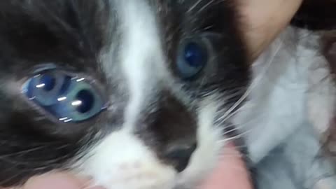 Kitten Has a Third Eye