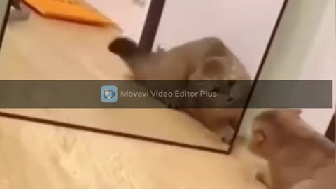 cute cat fighting with the mirror