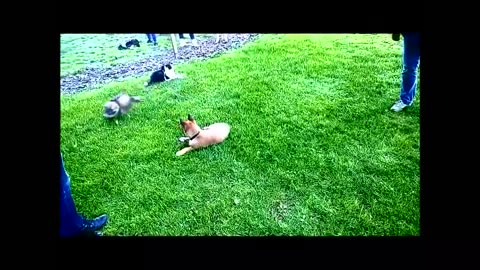 Cute and Funny Puppies