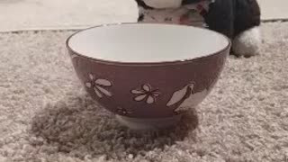 Bunny thumps over empty bowl